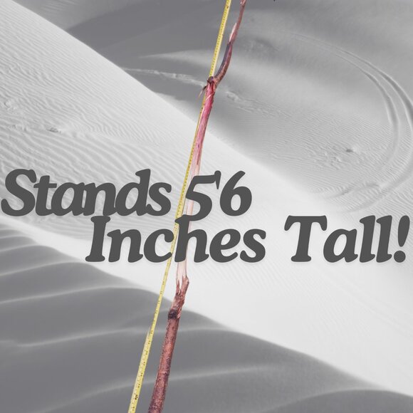 Authentic Wizard/Warlock/Witch Staff- 5'6 in tall w/ crow - Picture 2 of 2